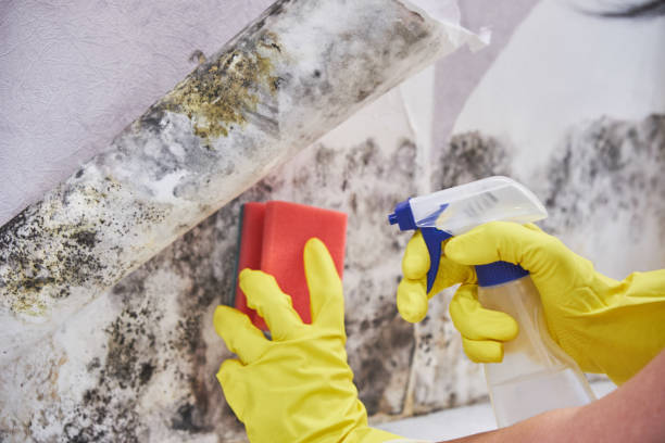 Why You Should Choose Our Mold Remediation Services in Oceano, CA